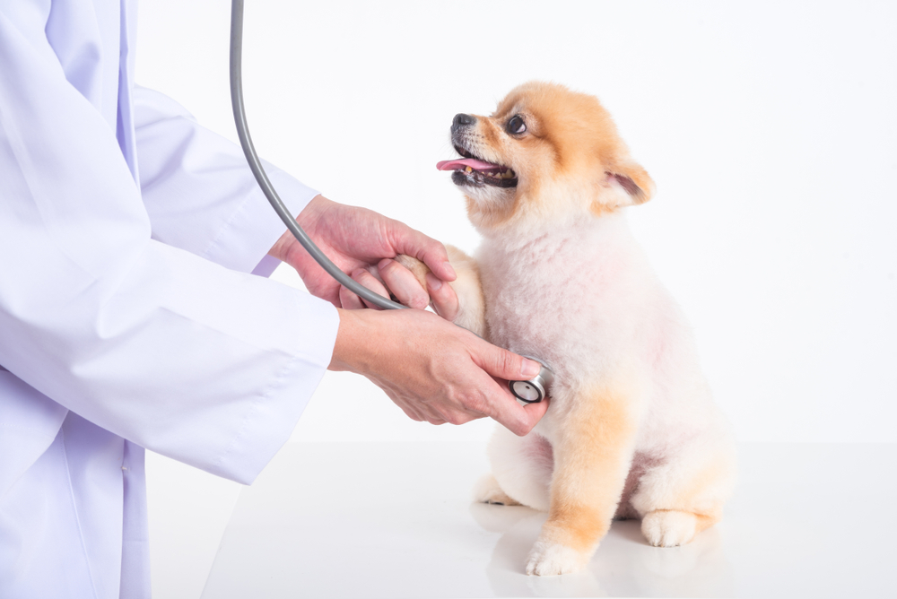 Recognising Common Symptoms of Dog Illnesses When to Seek Veterinary Help